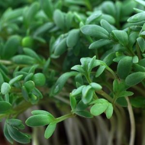 Garden Cress