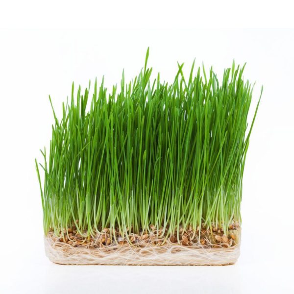 Wheatgrass