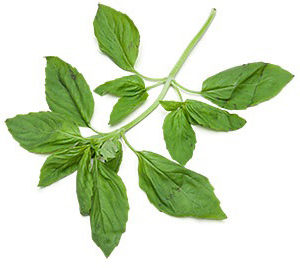 Herb Basil