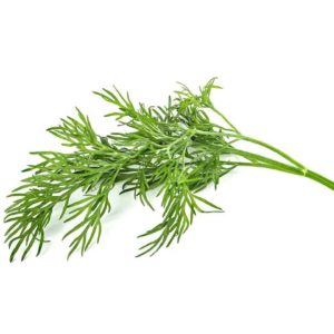 Herb Dill